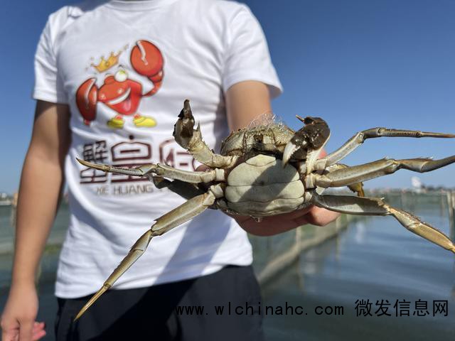 台风过境阳澄湖 大闸蟹怎么样了