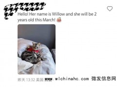 美国网友“交猫税”为何少见美短猫 美短历史与领养文化揭秘[推荐]